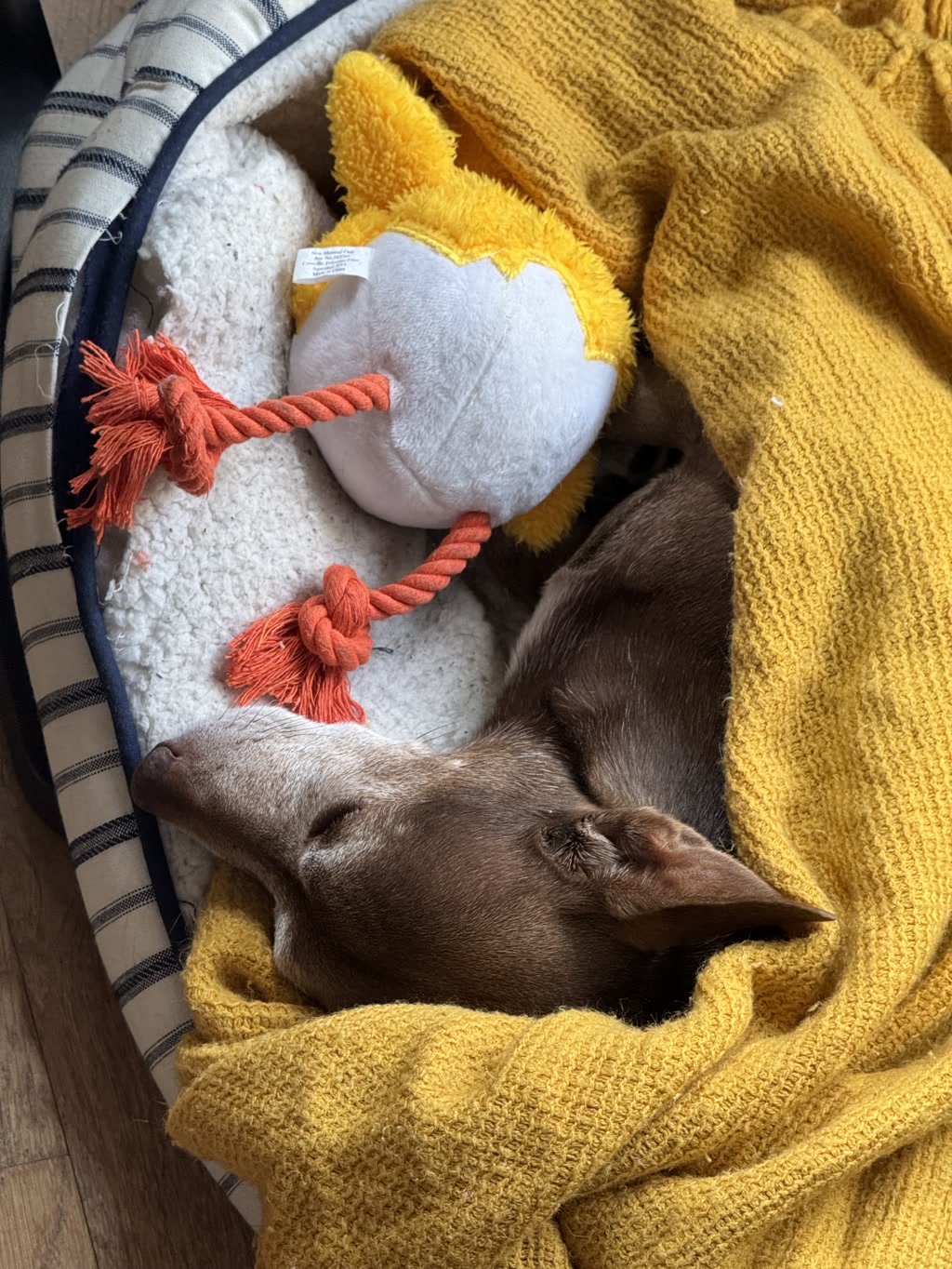 A brown dog is resting peacefully in a cozy dog bed that appears to be lined with a plush white material. The dog is partially covered with a textured mustard-yellow blanket with tassel details. Beside the dog is a yellow plush toy with a visible tag, suggesting it might be new or well-cared-for. The toy seems to be some sort of stuffed animal, albeit its full design cannot be seen. The combination of the comfortable bed, the soft blanket, and the plush toy conveys a scene of warmth and tranquility.