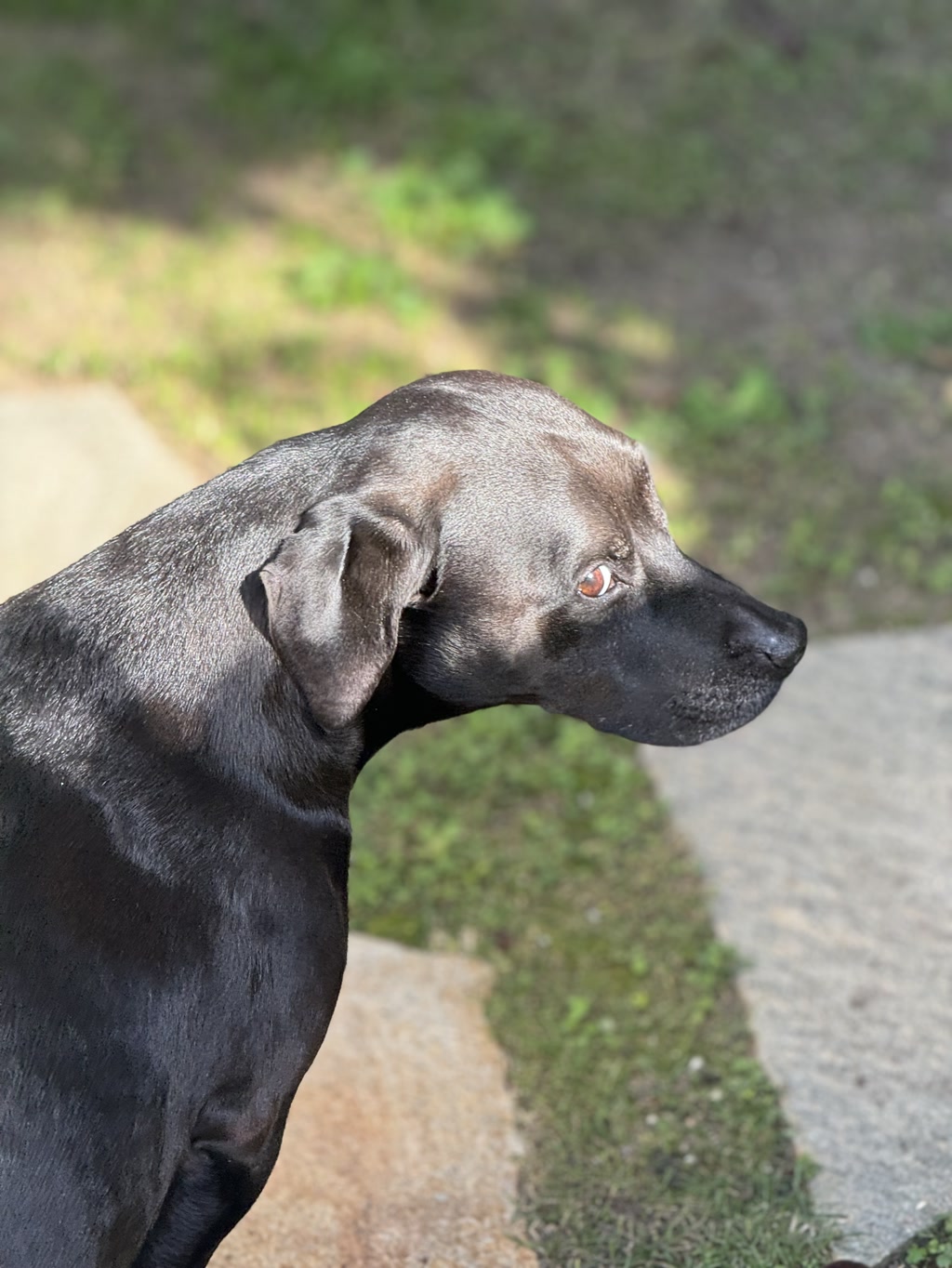 A profile view of a large black dog with sleek fur. The dog has a prominent forehead, a short snout, and erect ears that fold forward slightly at the top. It has alert, round eyes and appears to be looking off into the distance. The background suggests an outdoor setting with a concrete path and greenery. Sunlight filters through, casting soft light and shadows over the scene.
