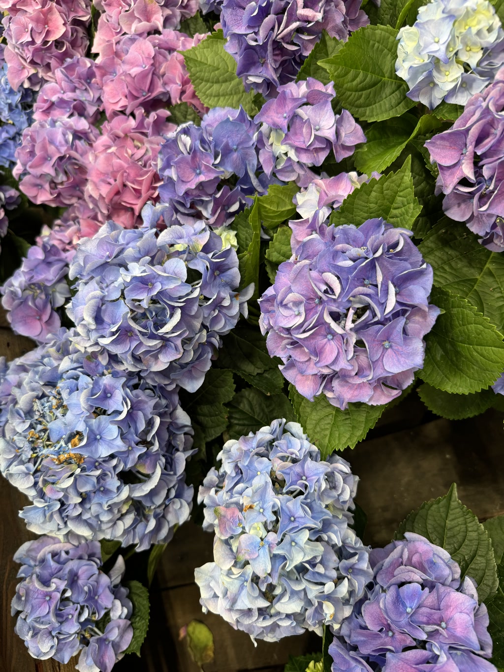A vibrant collection of hydrangea flowers showcasing a range of colors including shades of blue, purple, and light blue, with a hint of pale yellow-green in some petals. The abundant blooms are displayed among large green leaves with a luscious, leathery texture.