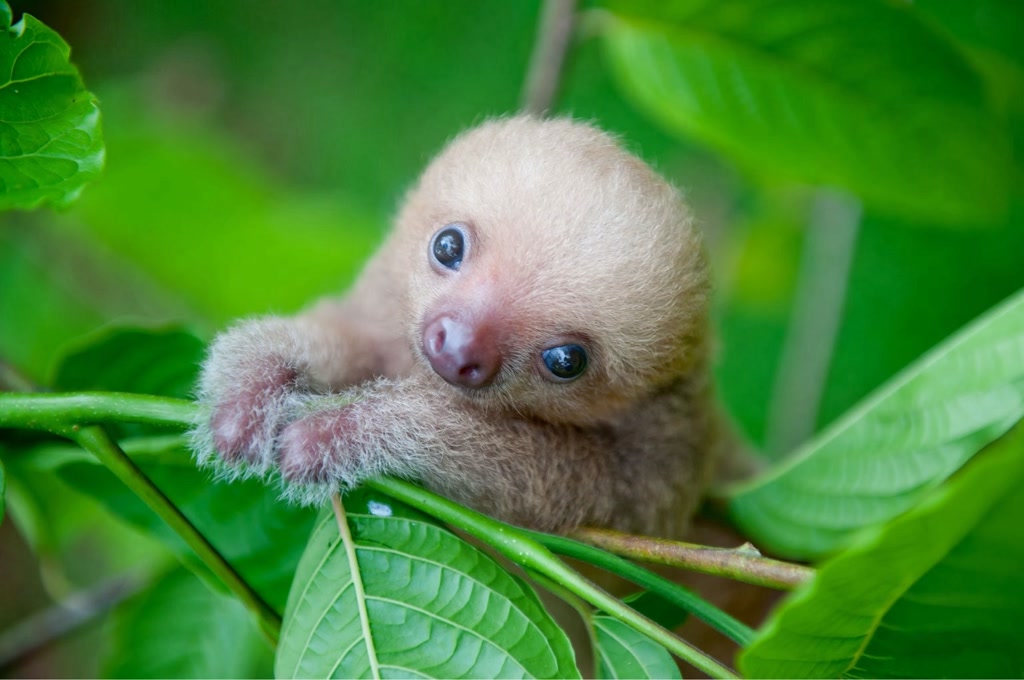 A baby sloth clings to a slender branch with its tiny fingers. The sloth is covered in light brown fur, with a slightly paler face featuring large, dark, and expressive eyes, a cute button nose, and small rounded ears. The background is saturated with lush green leaves that give a sense of a vibrant, natural setting.
