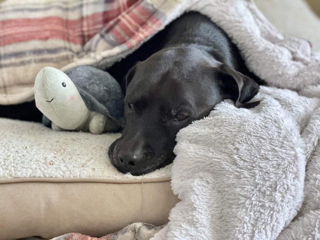 A black dog appears to be resting comfortably under a warm blanket. The dog looks serene and at ease, lying on what seems to be a cushioned surface. Next to the dog is a plush toy resembling a manatee with a subtle, sweet expression. The colors in the area are subdued with earthy tones except for the toy, which stands out due to its gray color and pink detailing on the cheeks.
