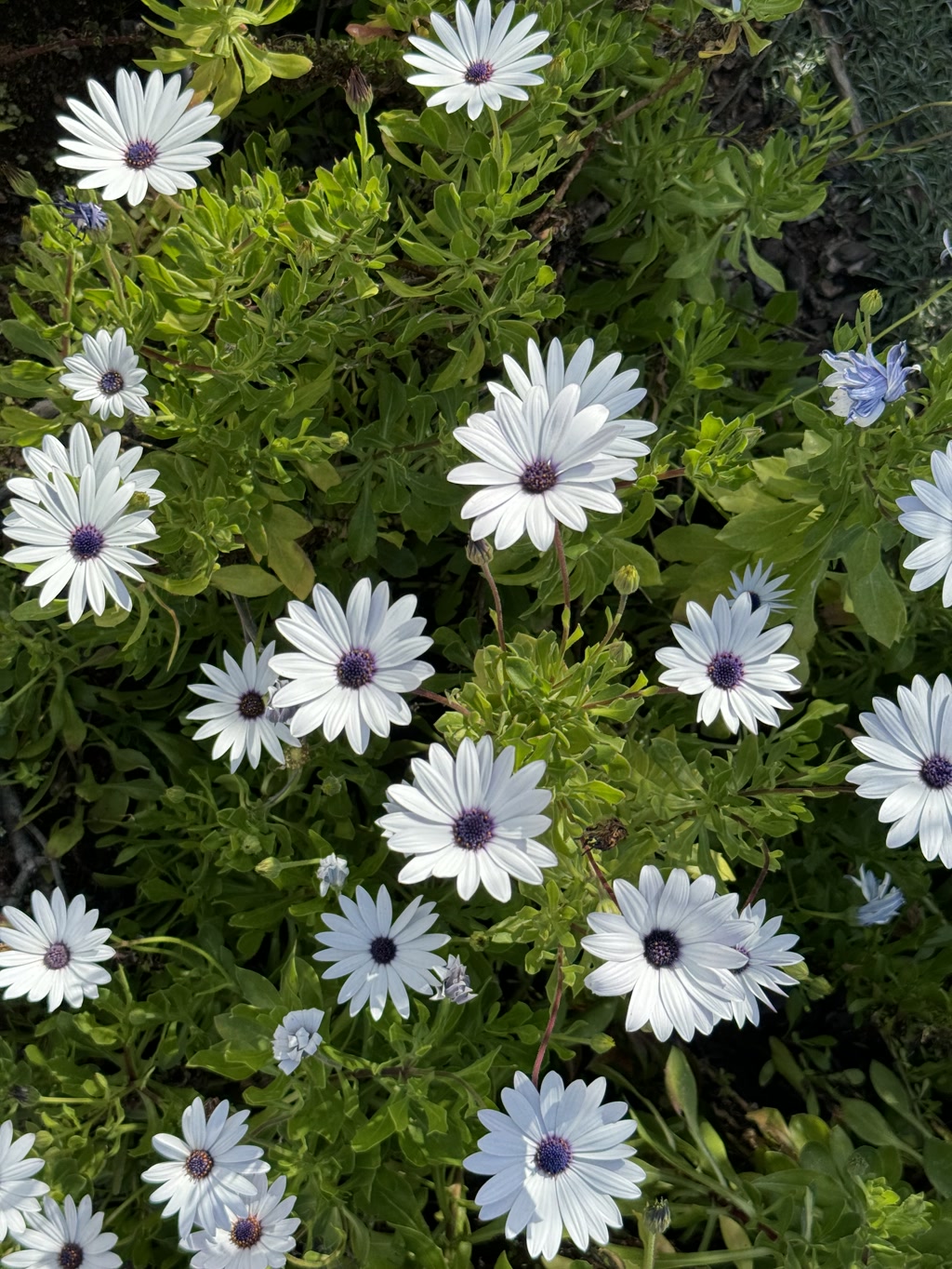 A close-up view of a cluster of flowers predominantly showcasing large white petals with dark purple to black centers. Scattered among these are a few delicate, light purple flowers with similar dark centers. The white flowers have a striking radial symmetry and are nestled in a bed of bright green leaves. The sunlight highlights the green leaves and white petals, emphasizing the vivid contrast between the flowers and the foliage.