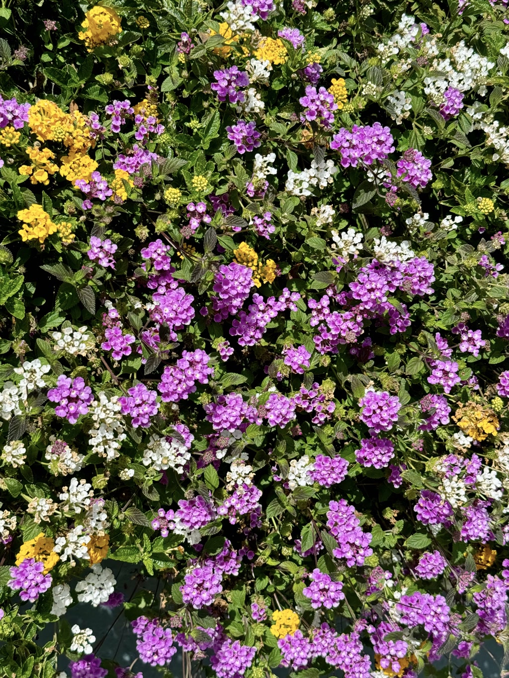 A vibrant display of clustered flowers showcasing various shades of purple, white, and yellow. The flowers, which appear to belong to the Lantana species, are dense and form a colorful tapestry with rich green foliage peeping through them. The yellow flowers add a bright contrast to the dominant purple hues, while the white blossoms provide a neutral balance, creating a visually appealing mixture of colors and textures.