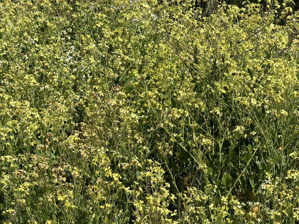 A dense patch of wild plants with an abundance of green leaves and yellow flowers. The vegetation appears lush and untrimmed, indicating a natural, untamed growth. The plants are bathed in sunlight, suggesting an open outdoor environment. There's a variety of foliage textures, and the yellow flowers are small with four petals, typical of a wildflower meadow.