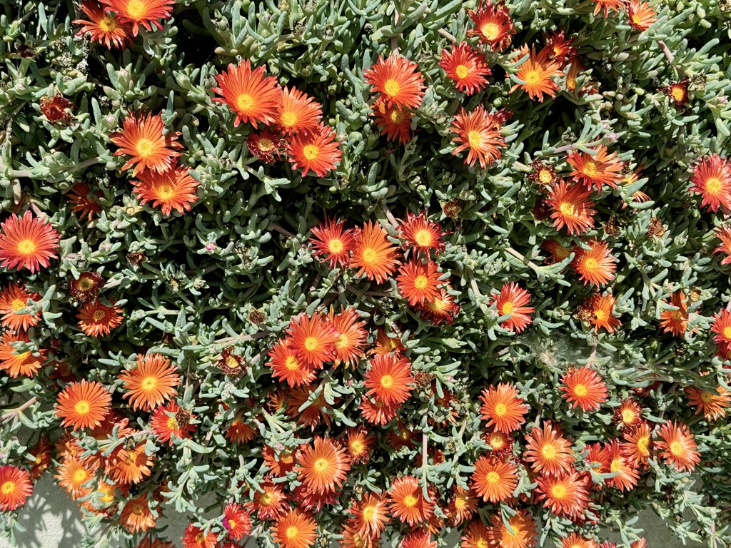 A cluster of daisy-like flowers with vibrant orange petals and bright yellow centers bursting amid a background of dense, silvery-green foliage. The petals have a gradient of color, intensifying from yellow at the base to deep orange at the tips. Multiple blooms are visible at various stages of opening, ranging from tightly closed buds to fully opened flowers, displaying a radial symmetry typical of the species.